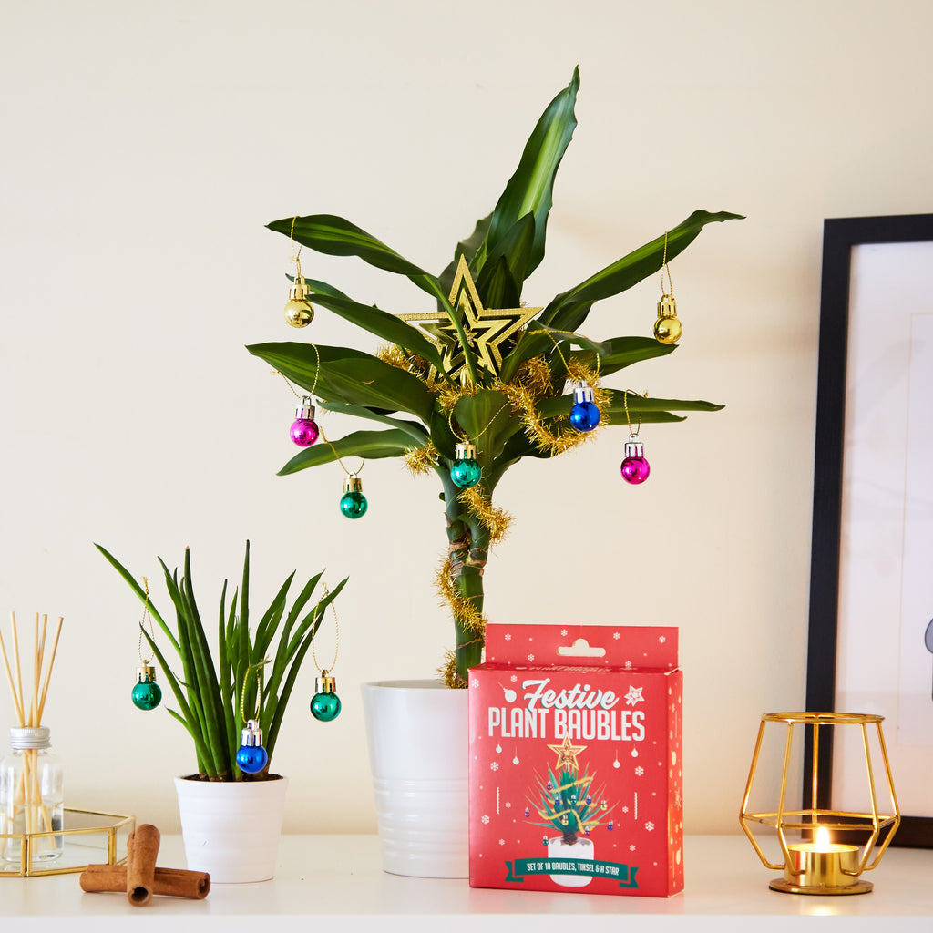 indoor plants as christmas trees Christmas decorations for houseplants — getDigital